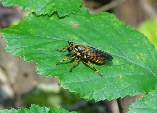 Réf. 325 687 : Choerades fimbriata